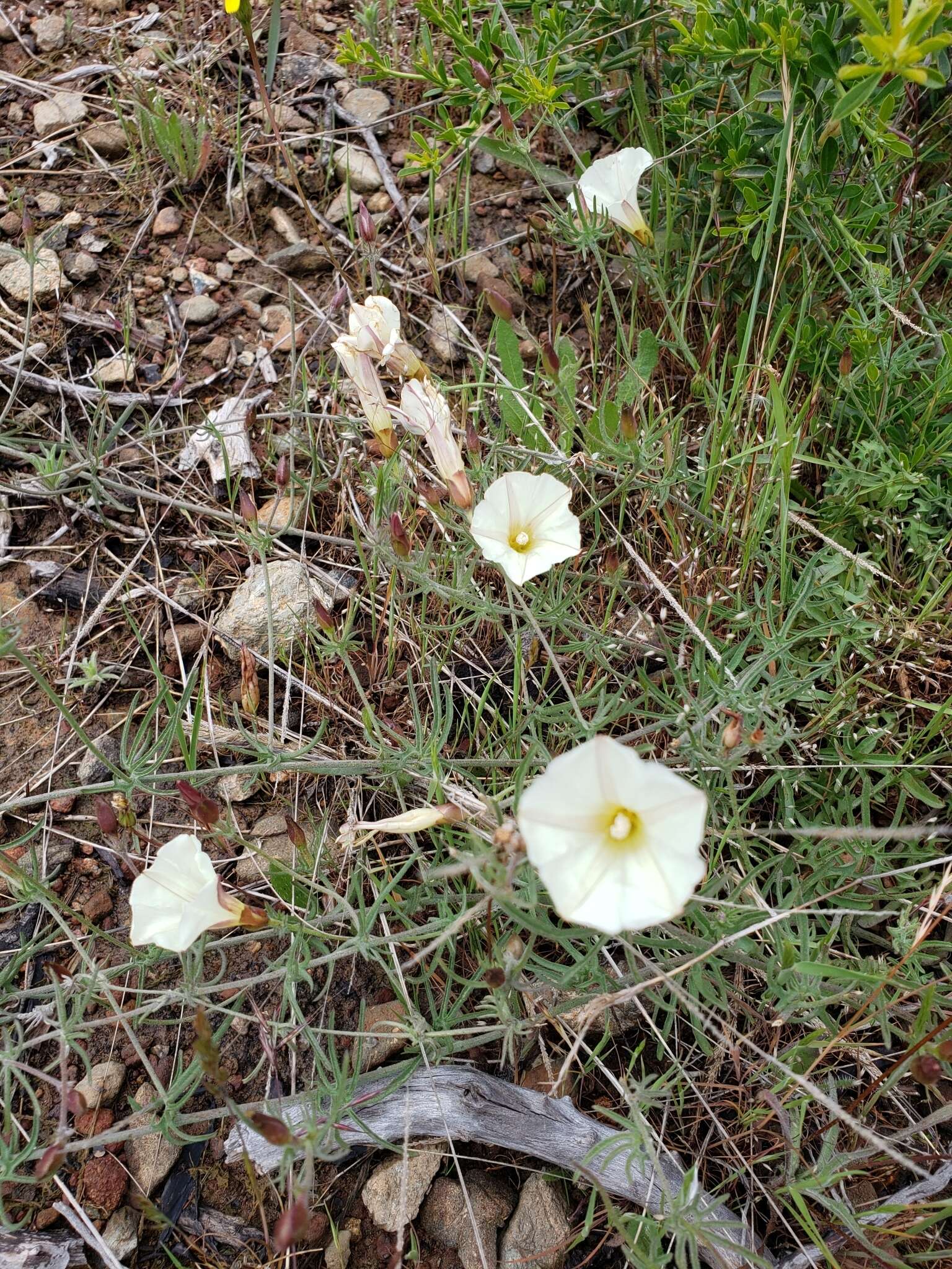 Image of Stebbins' false bindweed