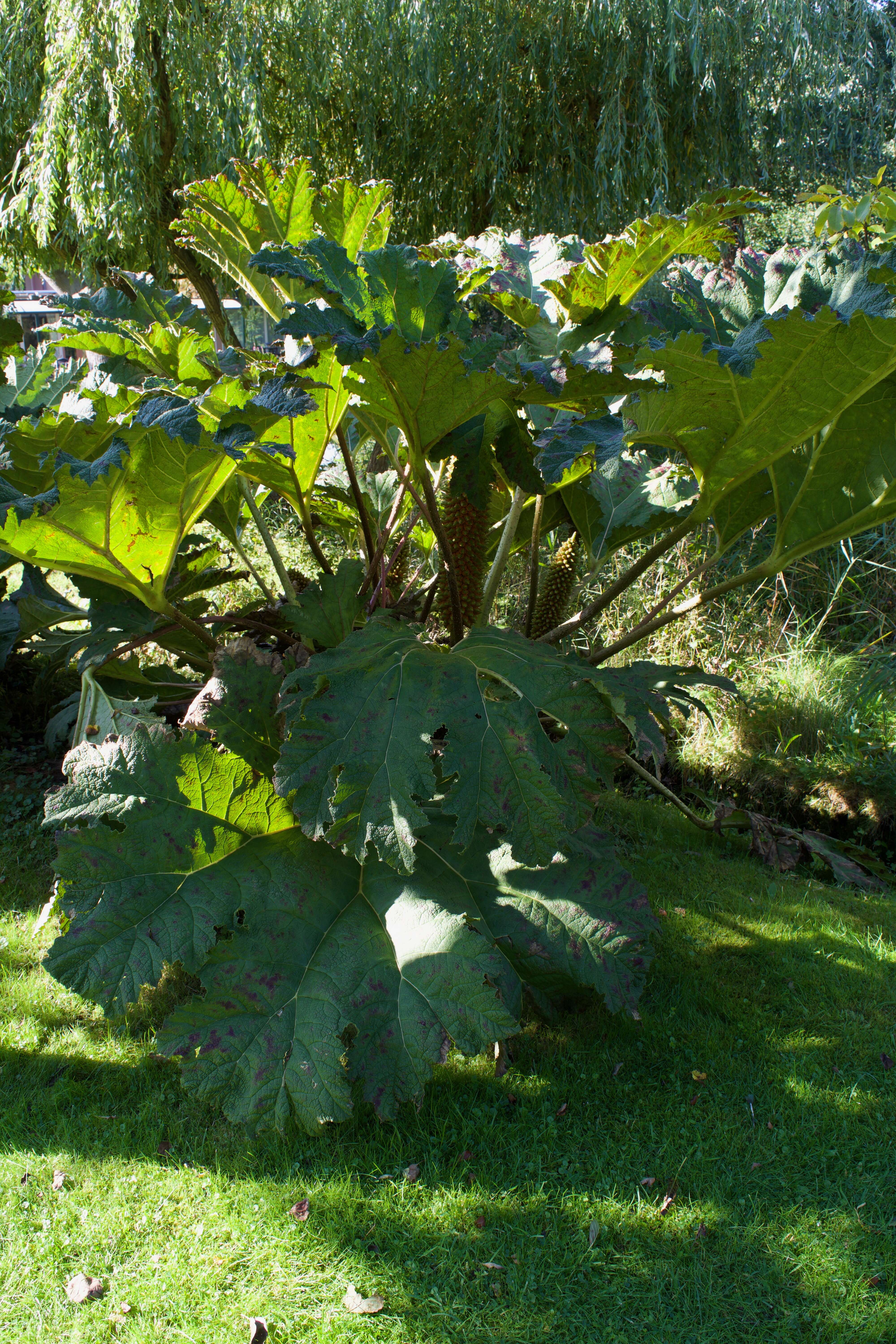 Image of giant rhubarb