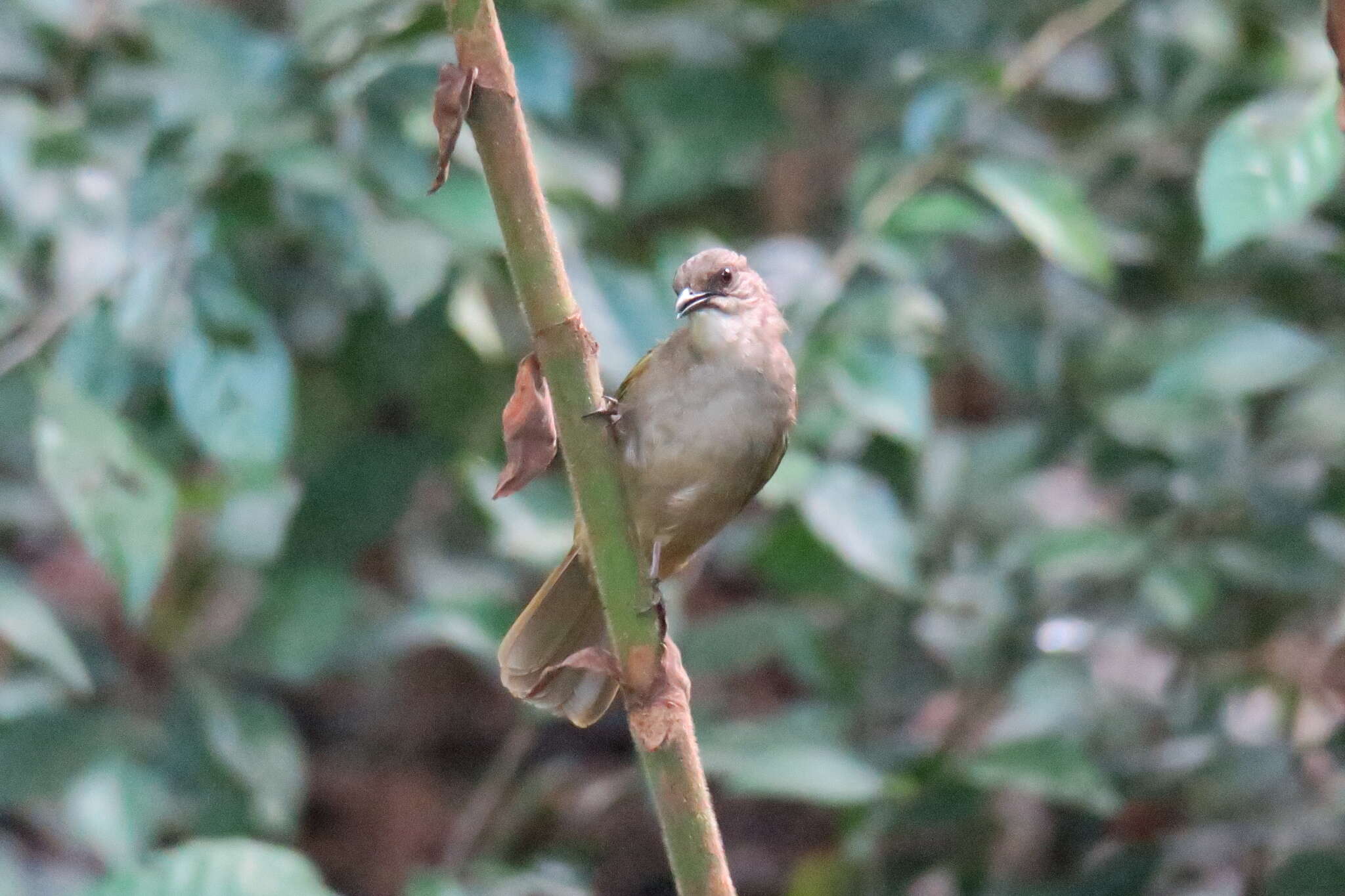 Image of Olive-winged Bulbul