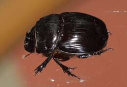 Image of Bull Headed Dung Beetle