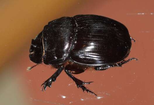 Image de Onthophagus taurus (Schreber 1759)