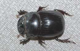 Image of Bull Headed Dung Beetle