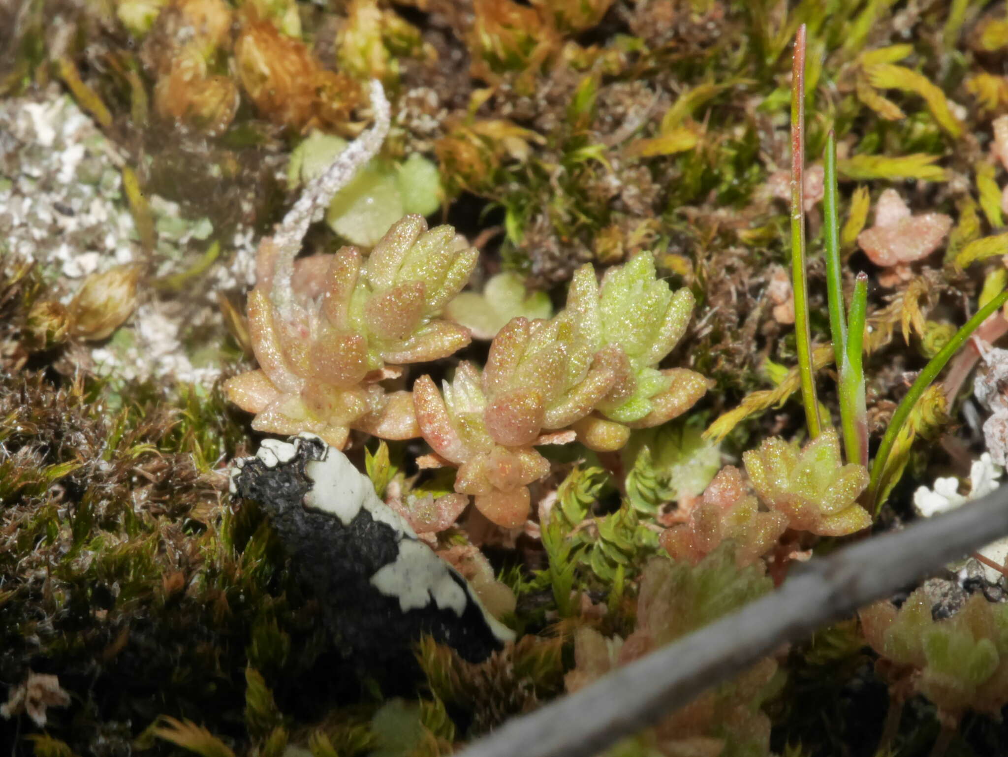 Image of Crassula sieberiana subsp. sieberiana