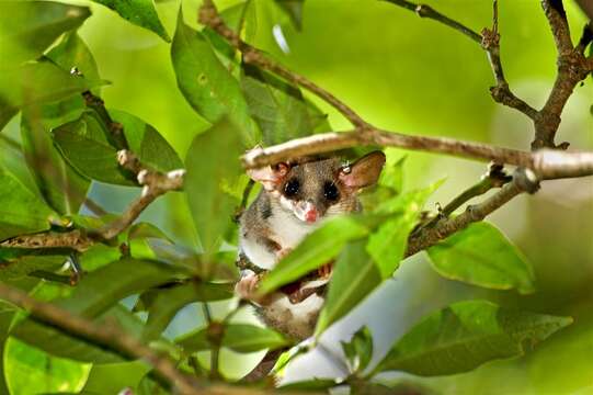 Image of Gray Slender Mouse Opossum