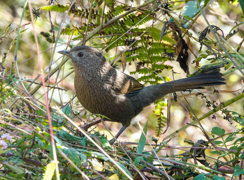 Image of Bhutan Laughingthrush