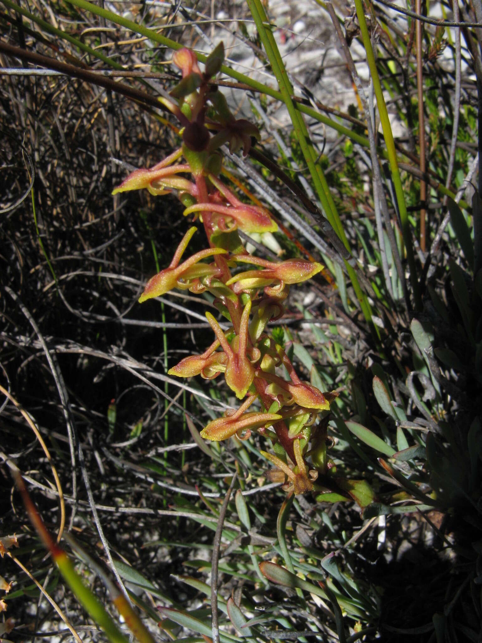 Satyrium pygmaeum Sond. resmi