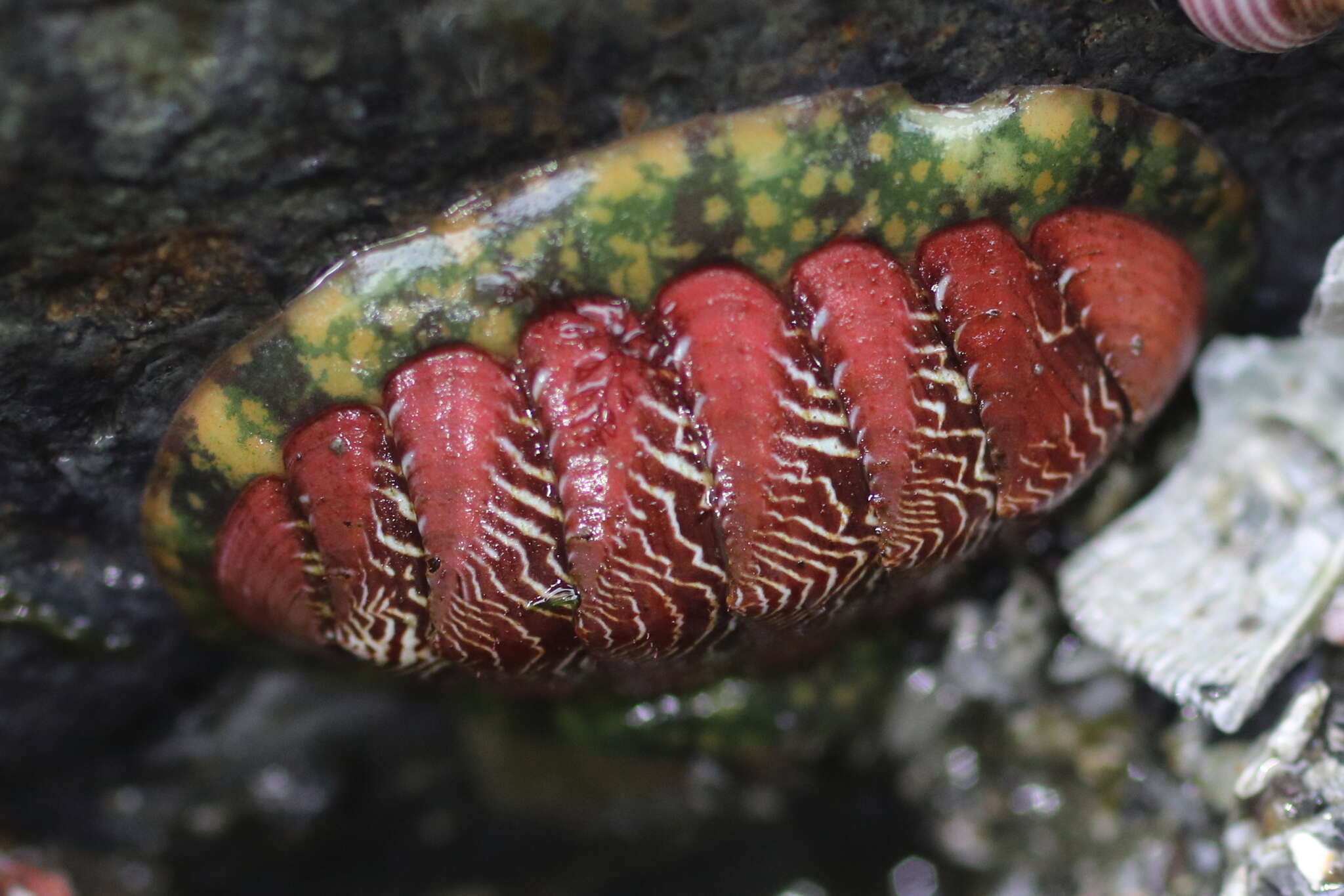 Image of Tonicella insignis (Reeve 1847)