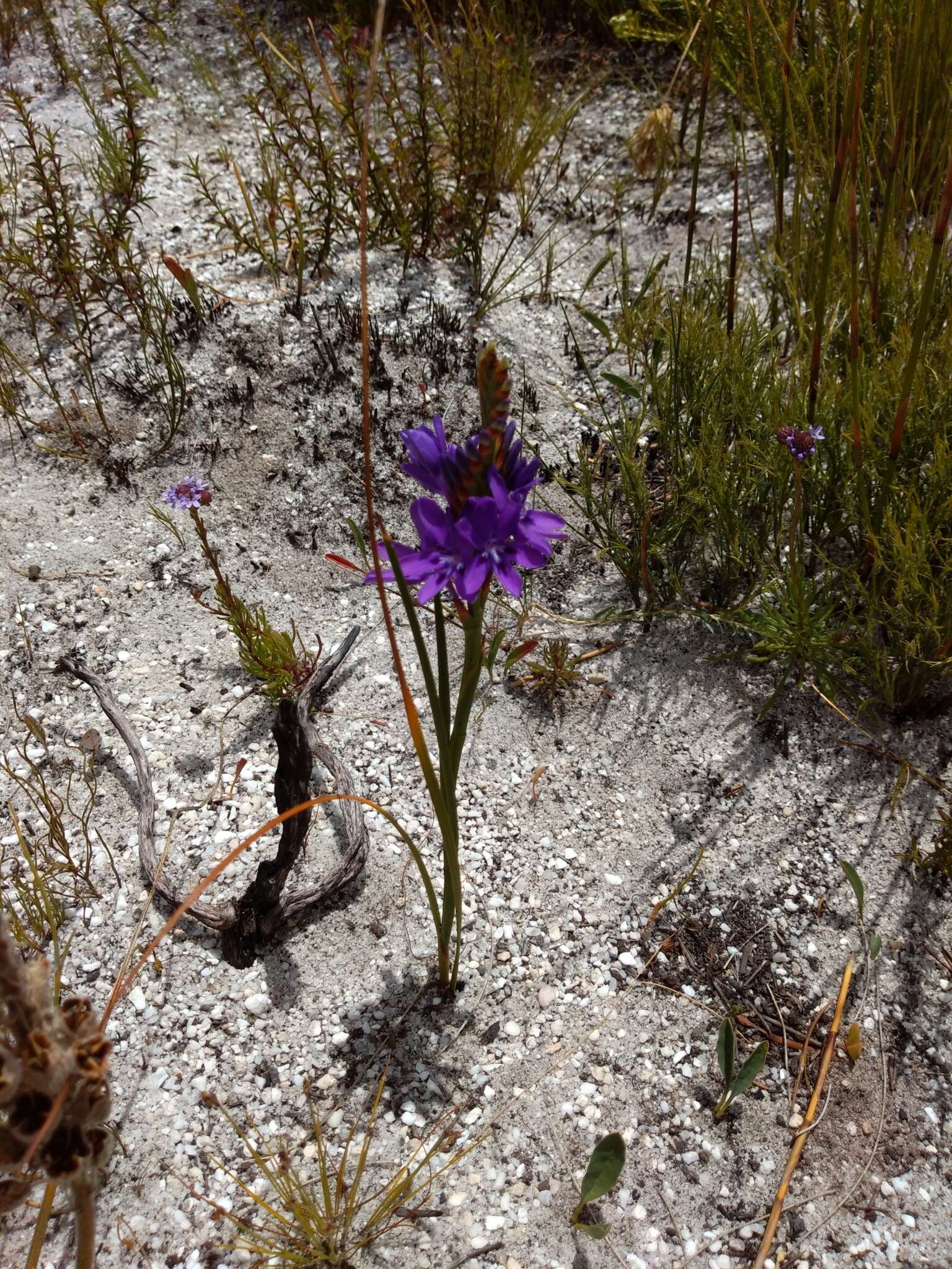 Image of Thereianthus spicatus (L.) G. J. Lewis