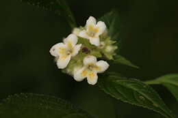 Image of Carlemannia congesta Hook. fil.