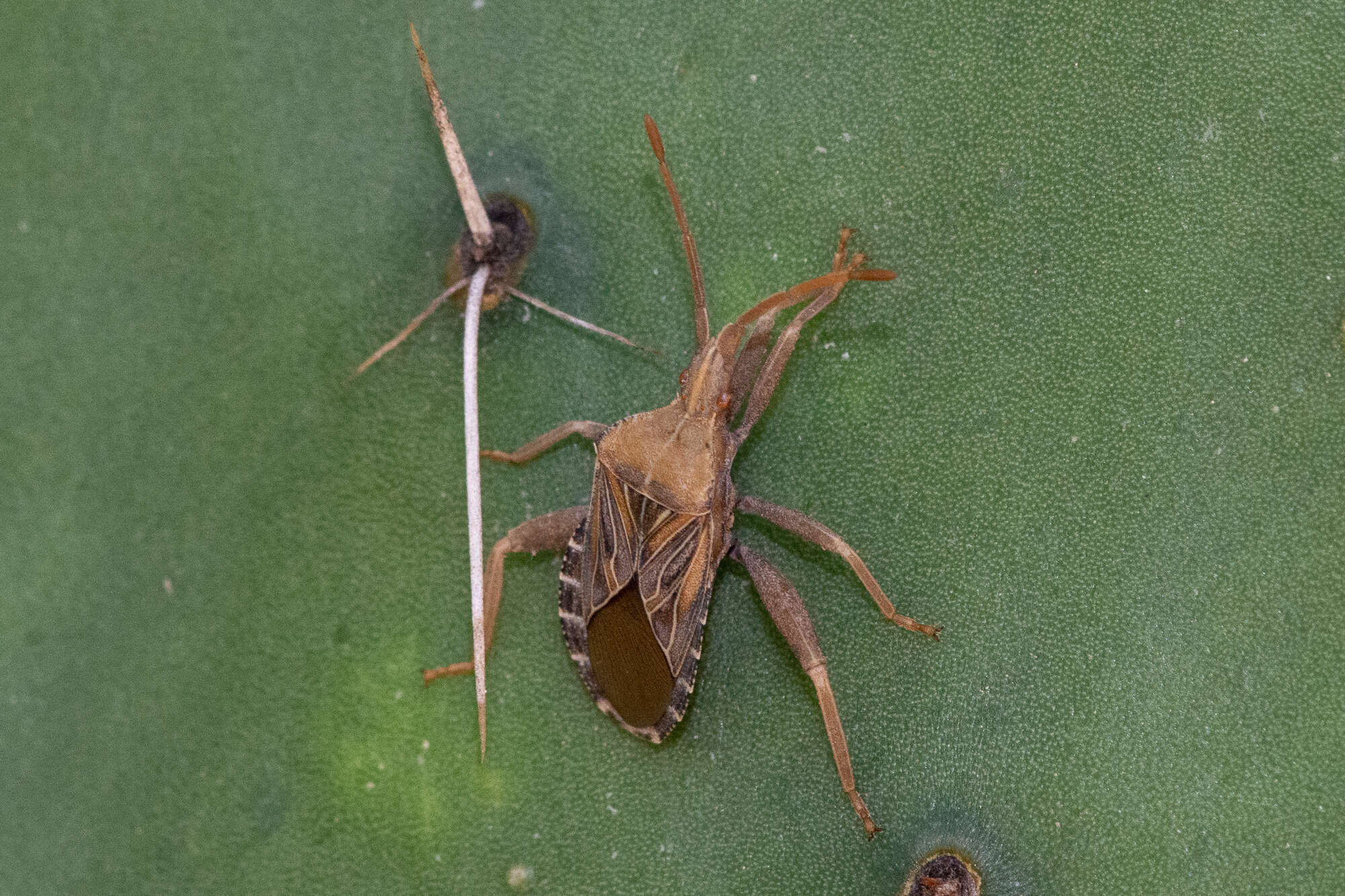 Image of Chelinidea tabulata (Burmeister 1835)