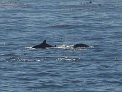 Imagem de Tursiops Gervais 1855