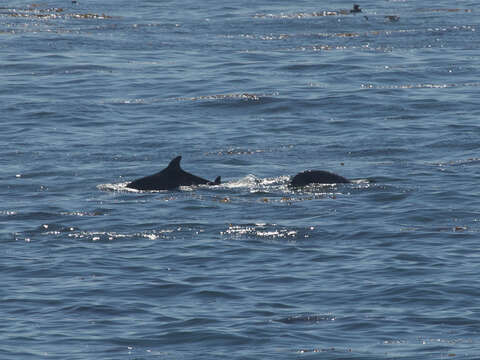 Image of Bottlenose Dolphin