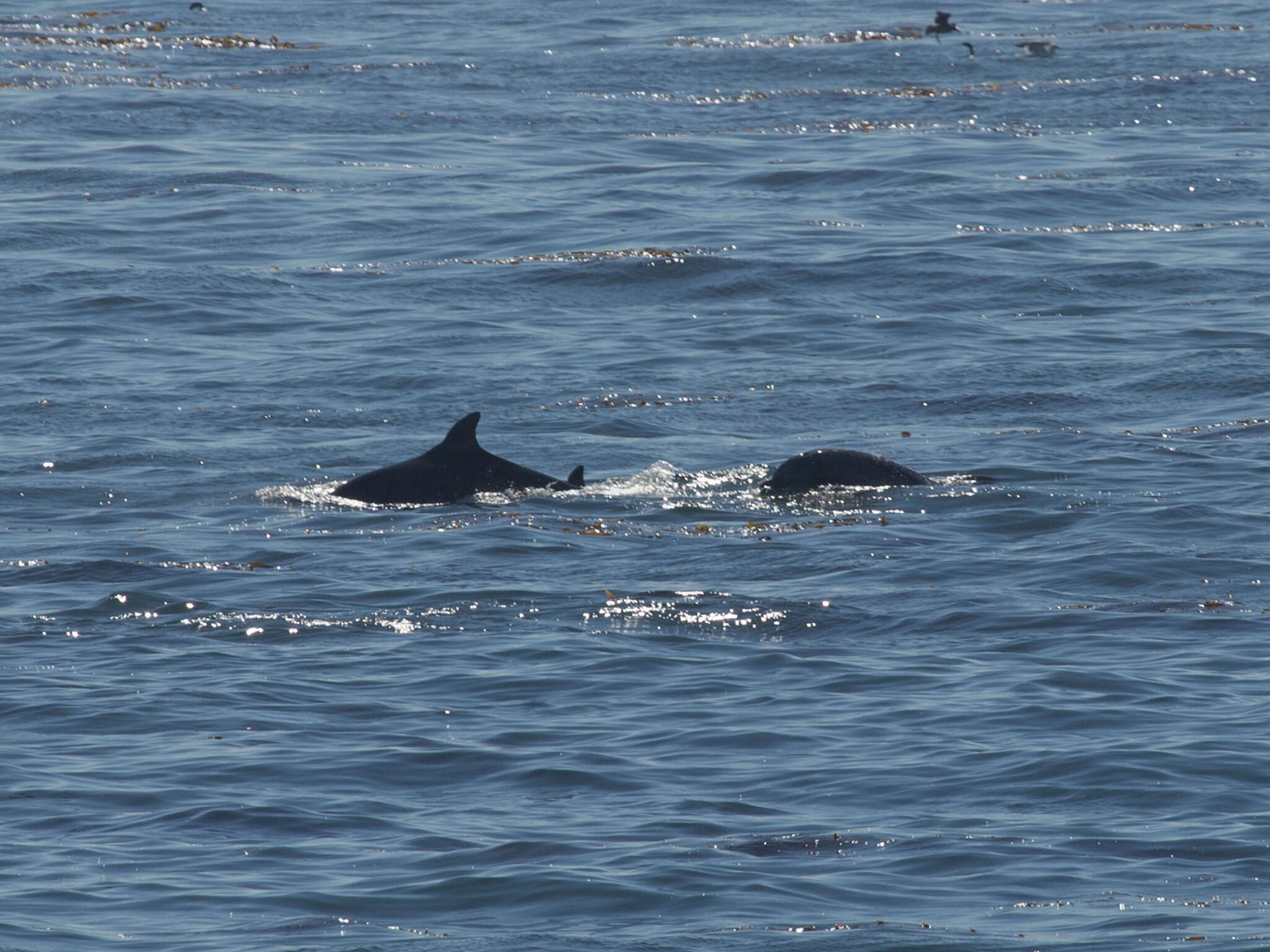 Imagem de Tursiops Gervais 1855