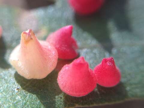 Image of Red Cone Gall Wasp