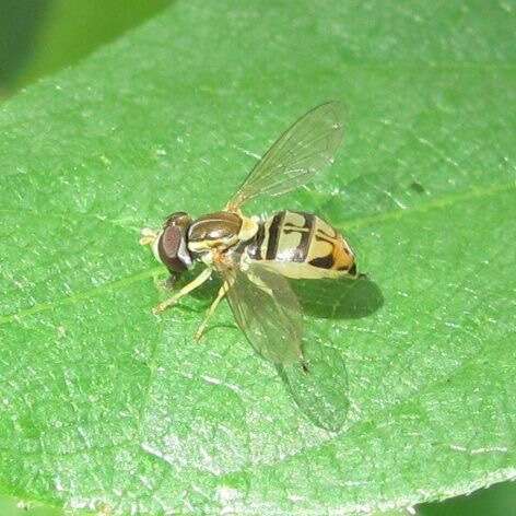 Image of Syrphid fly