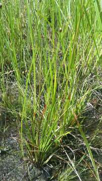 Image of Florida Yellow-Eyed-Grass