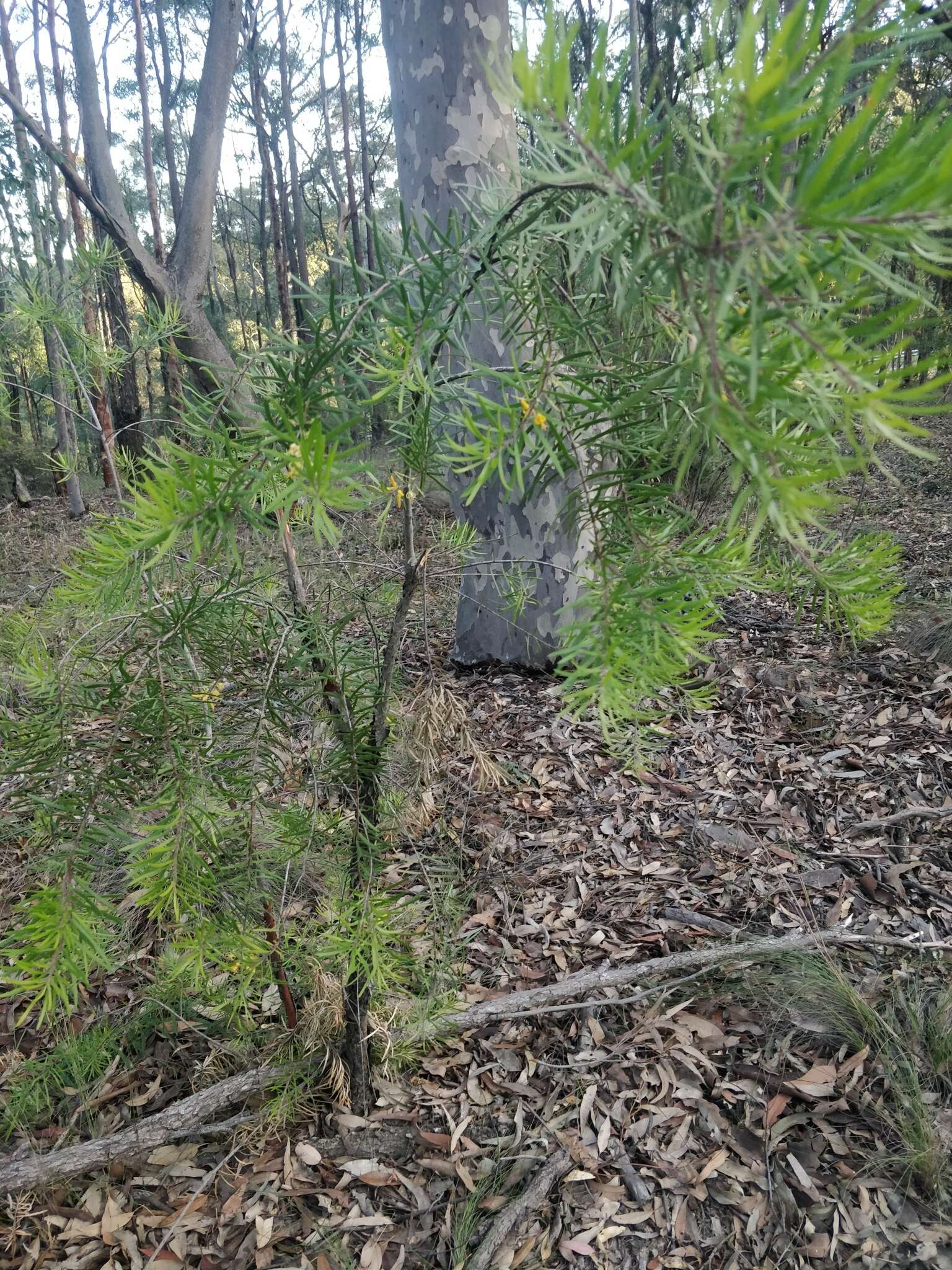 Plancia ëd Persoonia linearis Andr.