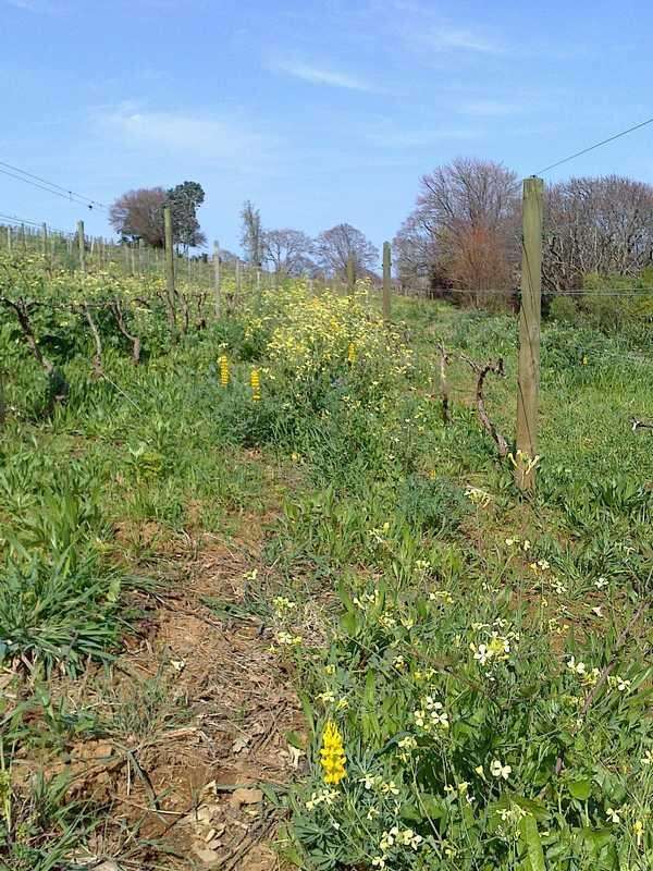 Image of European yellow lupine