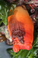 Image of Sea peach