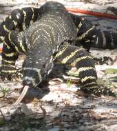 Image of Lace Monitor