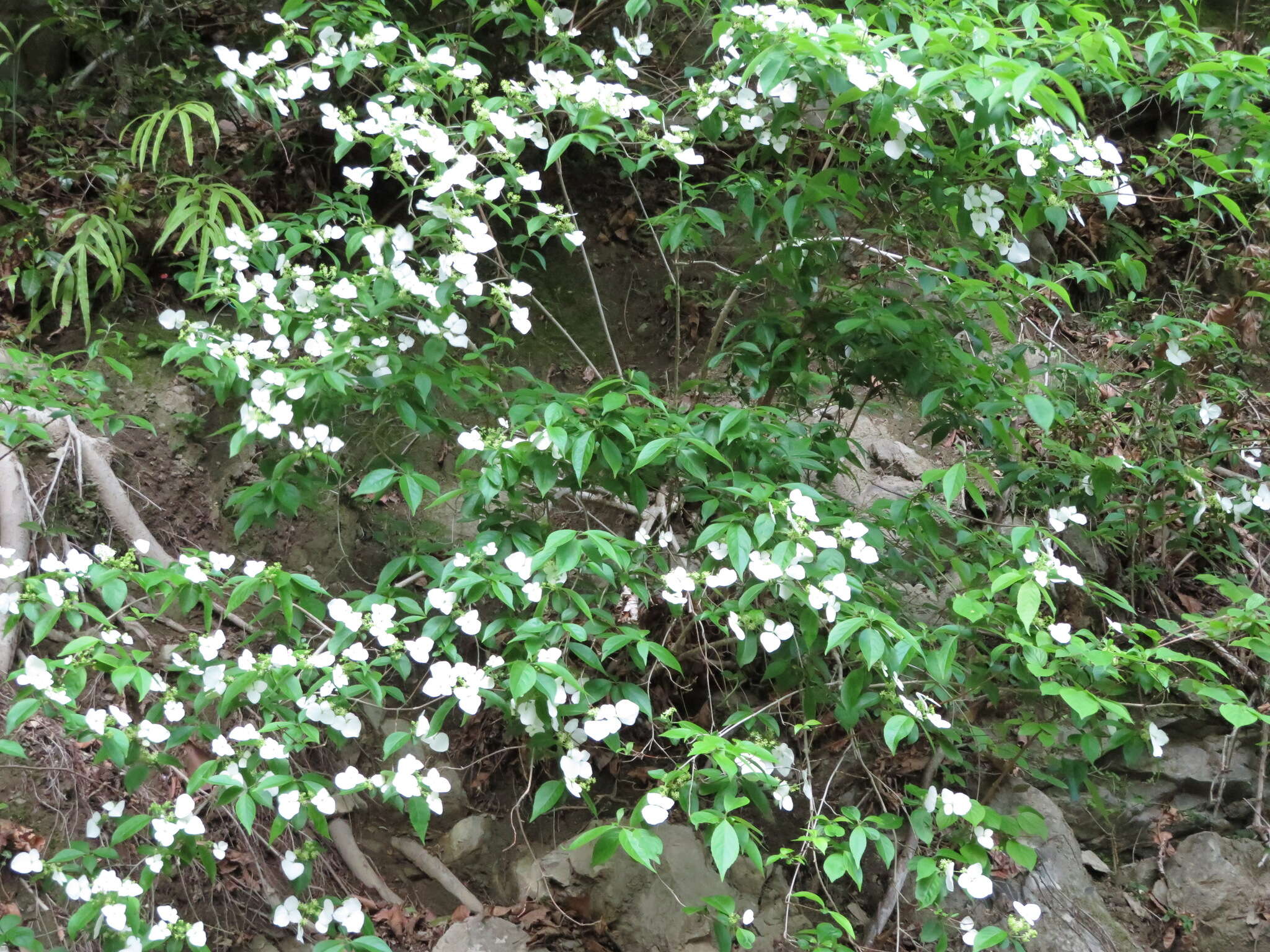 Image of Hydrangea scandens (L. fil.) Ser.