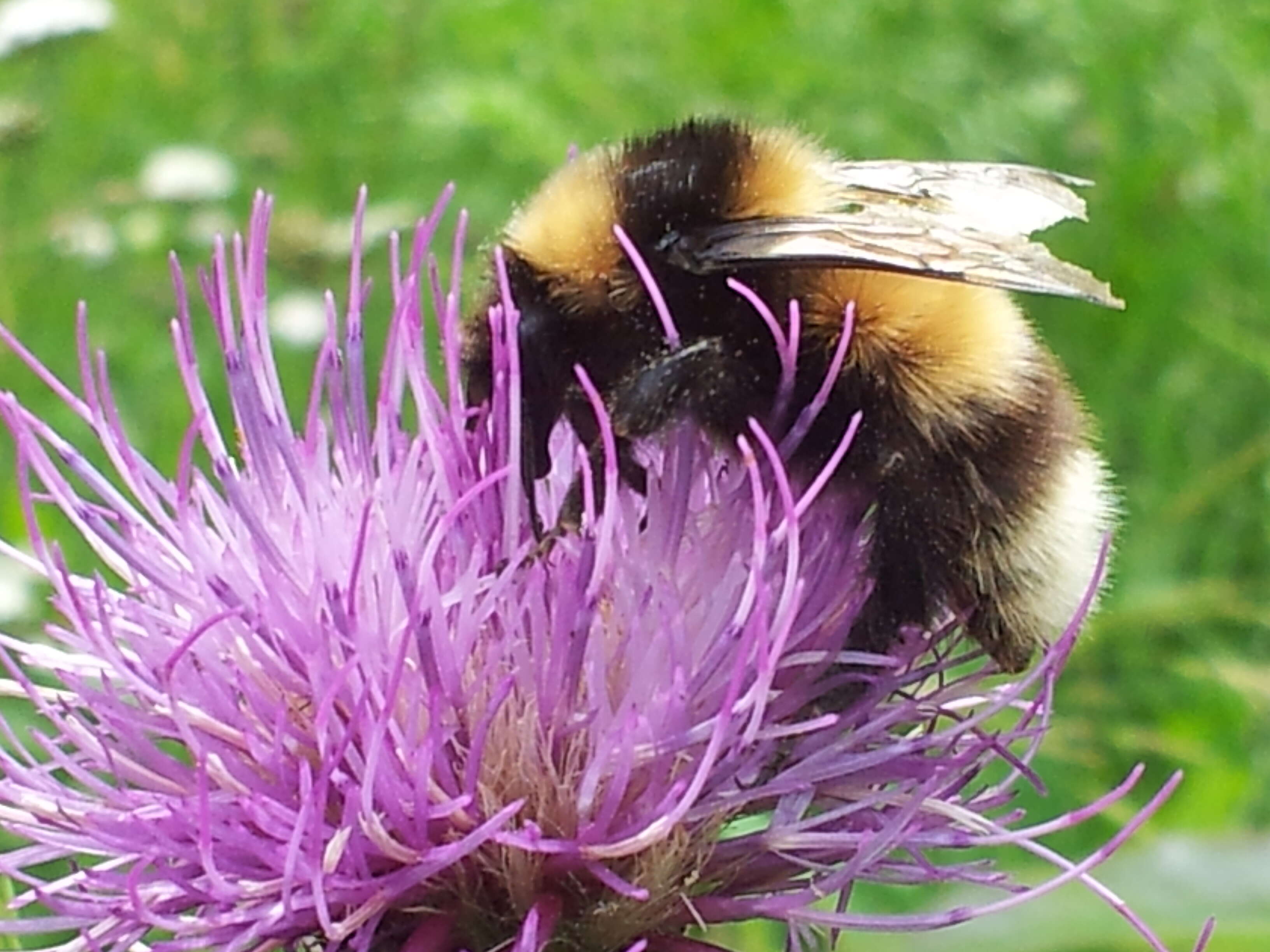 Image of Golden-belted Bumble Bee