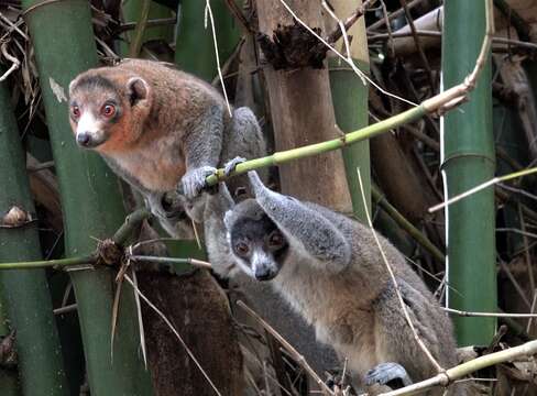 Image of Mongoose Lemur