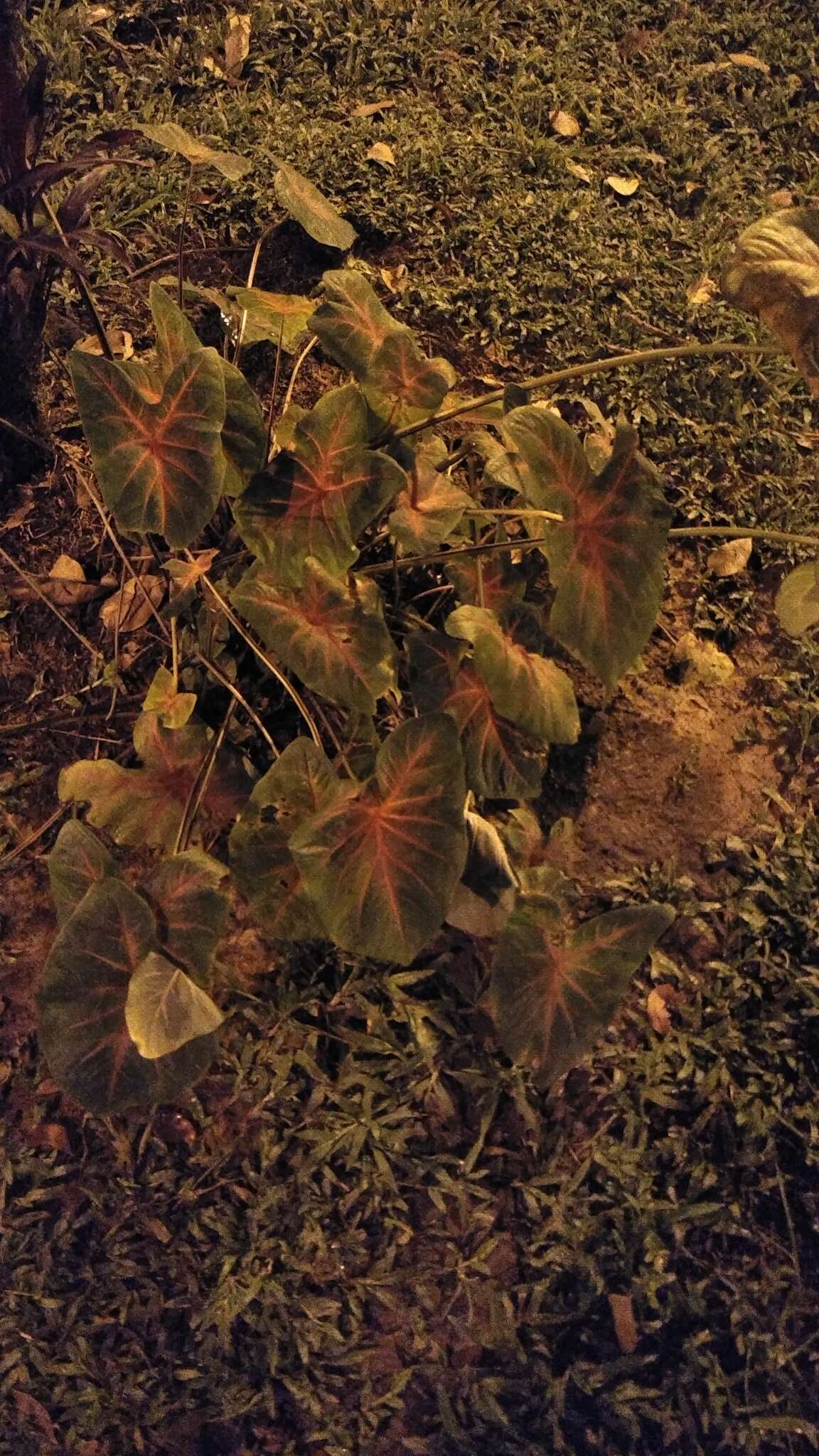 Image of Caladium bicolor (Aiton) Vent.