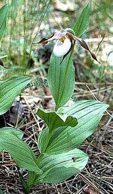 Imagem de Cypripedium montanum Douglas ex Lindl.