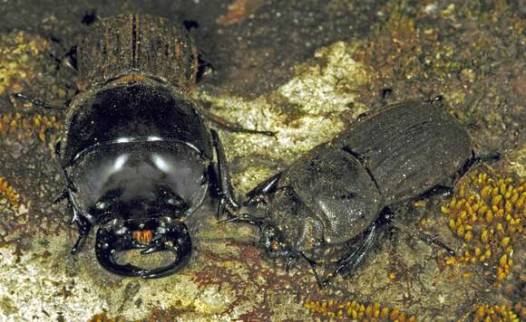 Image of Helms' stag beetle