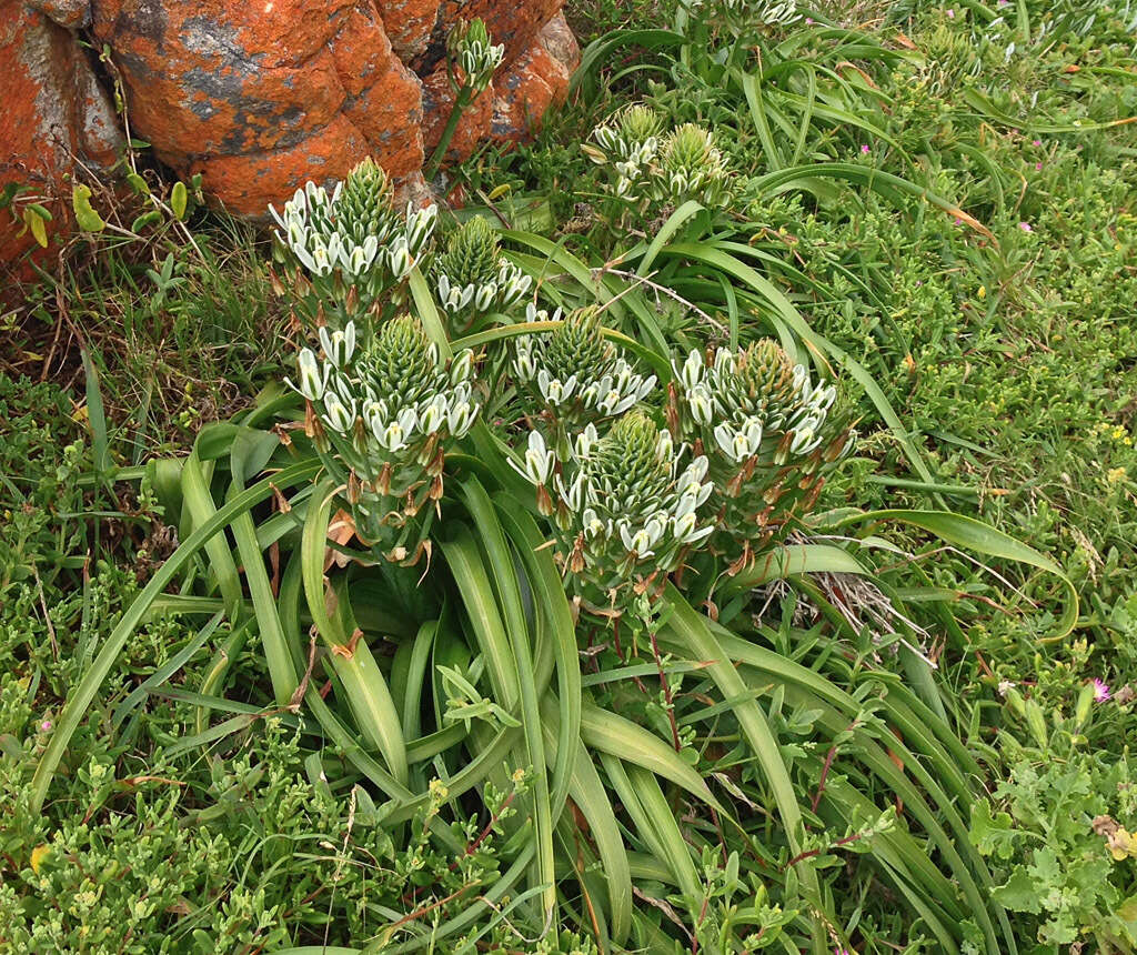 Image of Albuca batteniana Hilliard & B. L. Burtt