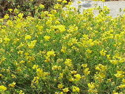 Image of Coronilla minima L.