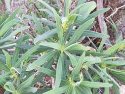 Image of tree spurge