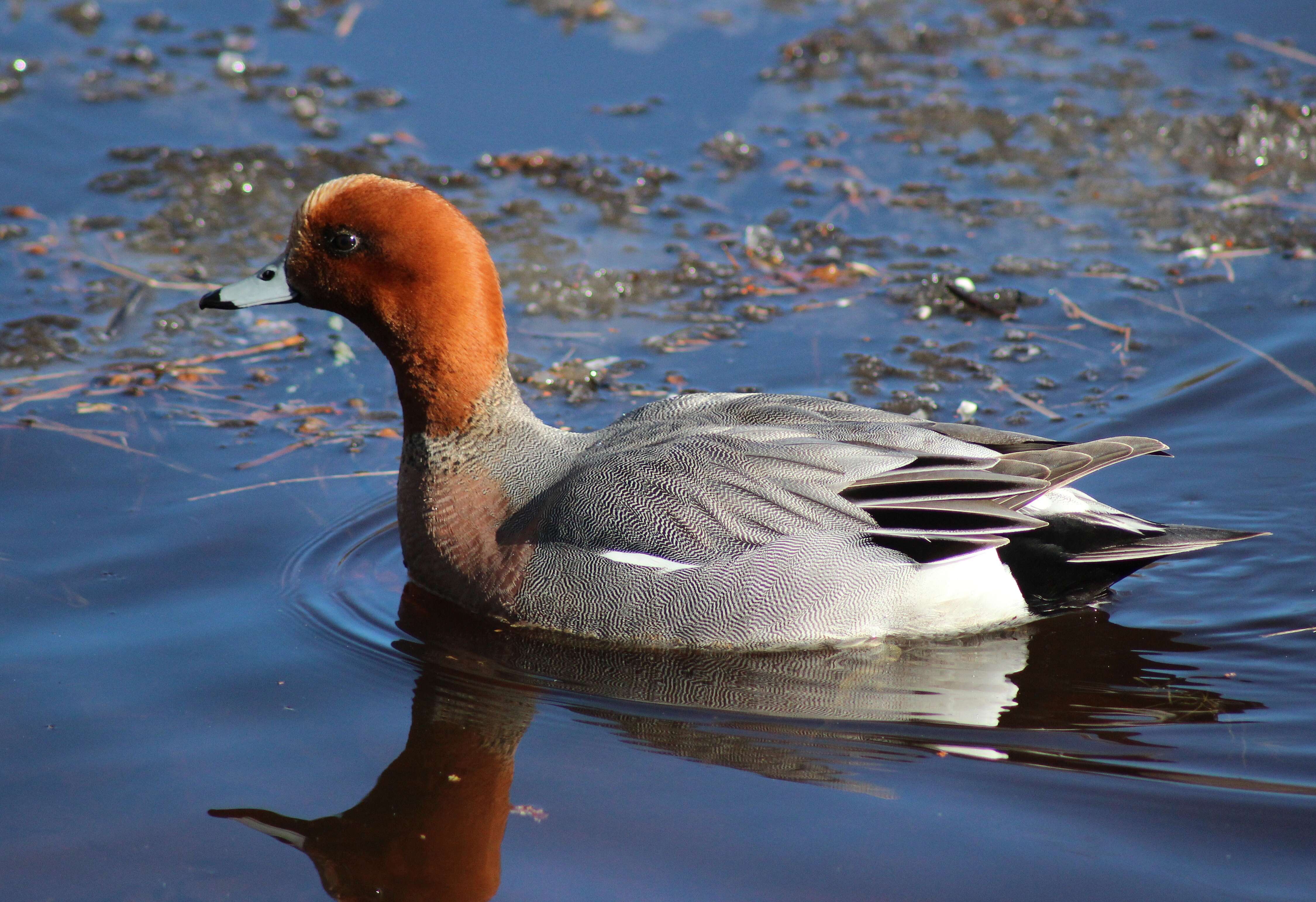 Image of Eurasian Wigeon