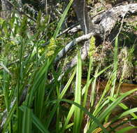 Imagem de Carex stipata var. maxima Chapm. ex Boott