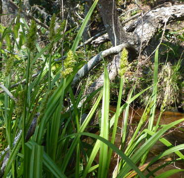 Imagem de Carex stipata var. maxima Chapm. ex Boott