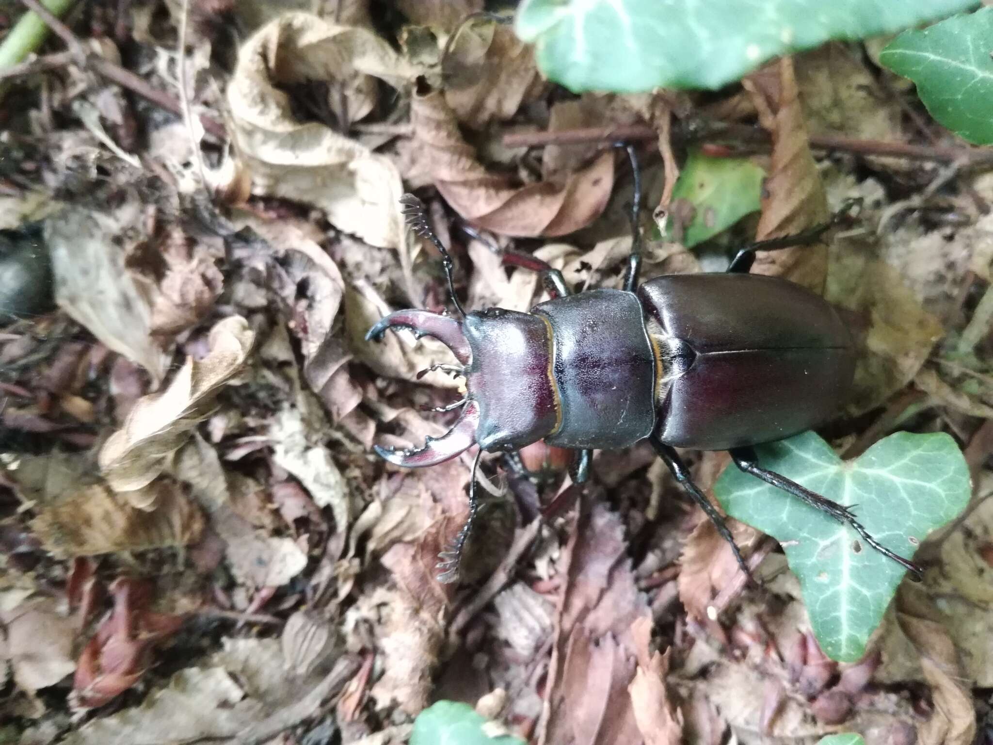 Image of Lucanus tetraodon Thunberg 1806