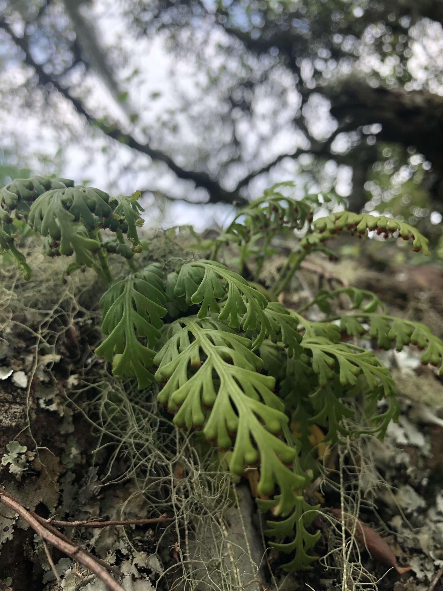 Image of Asplenium theciferum (Kunth) Mett.