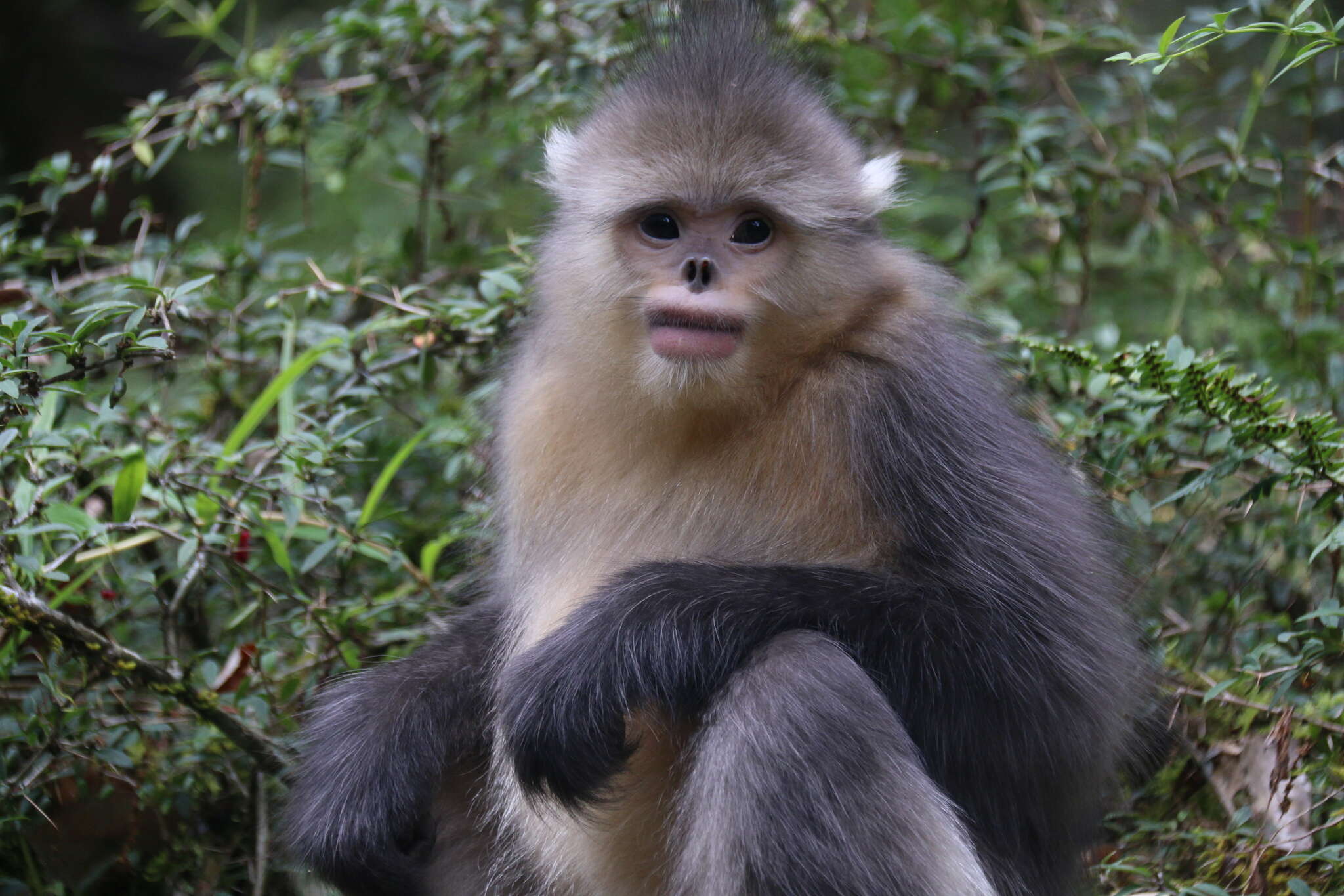 Image of Black Snub-nosed Monkey