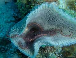 Image of Sponge brittle star