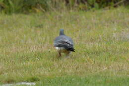 Image of Chatham Island pigeon