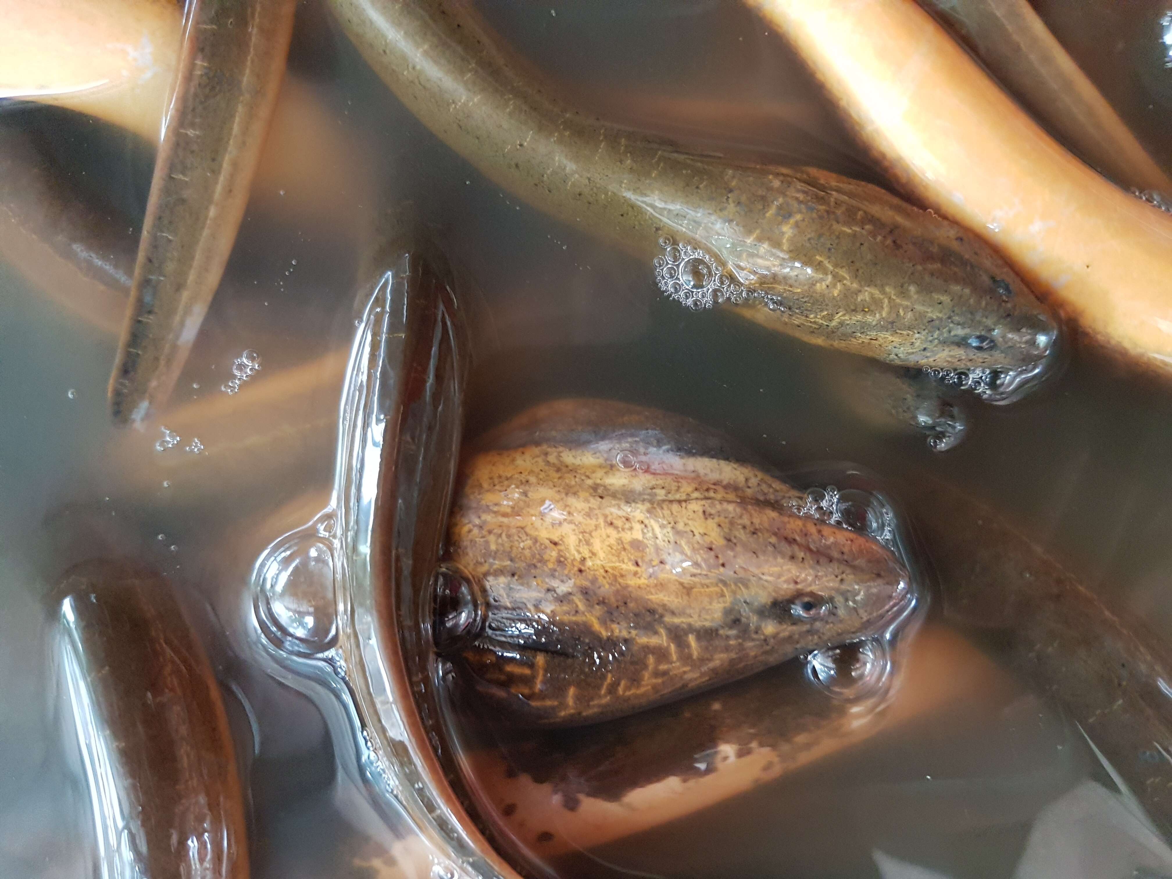 Image of Asian swamp eel