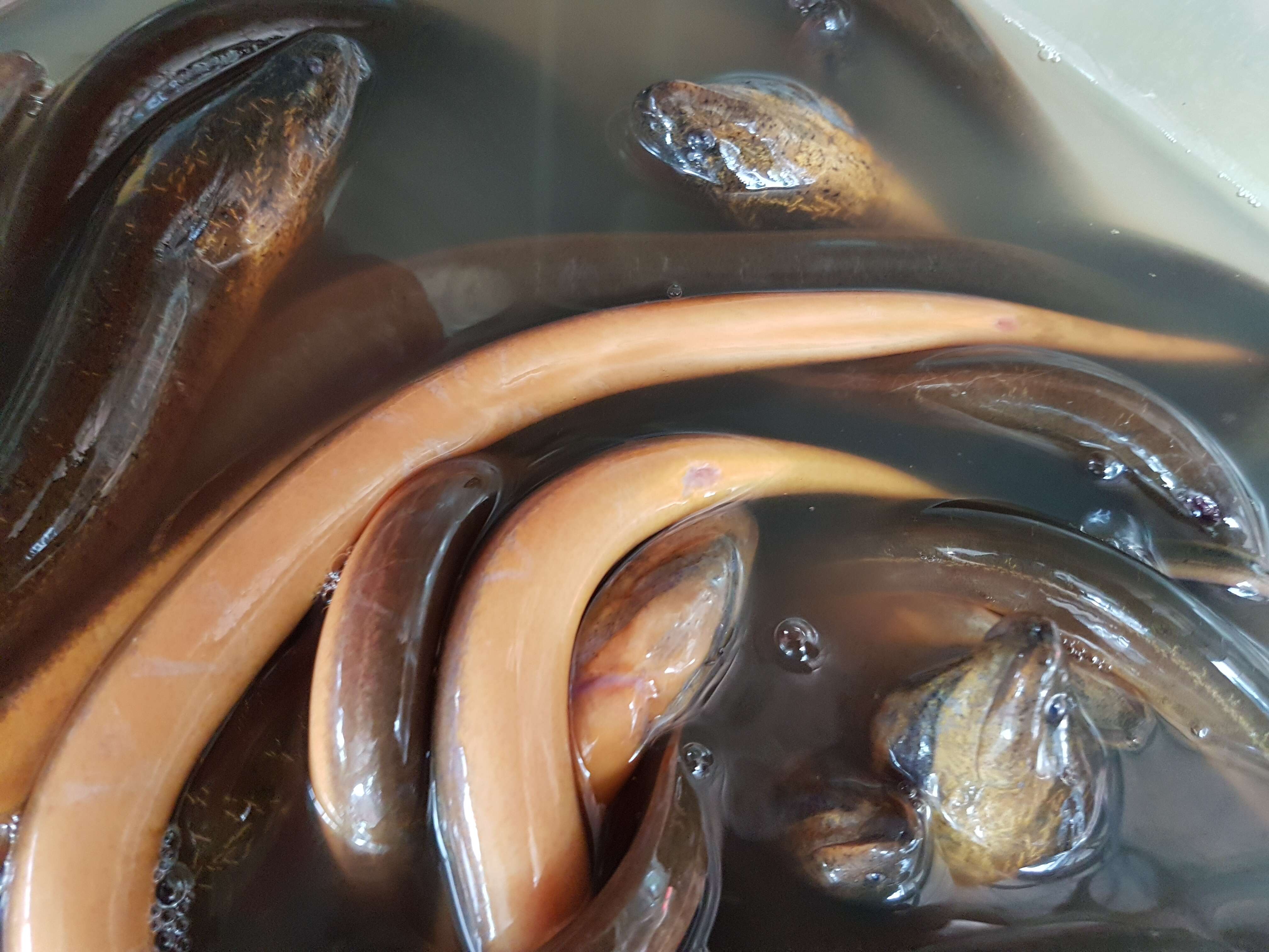 Image of Asian swamp eel