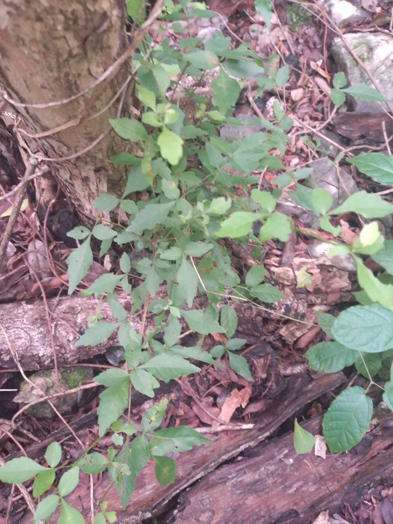 Image of Thouinia canescens var. paucidentata (Radlk.) Votava