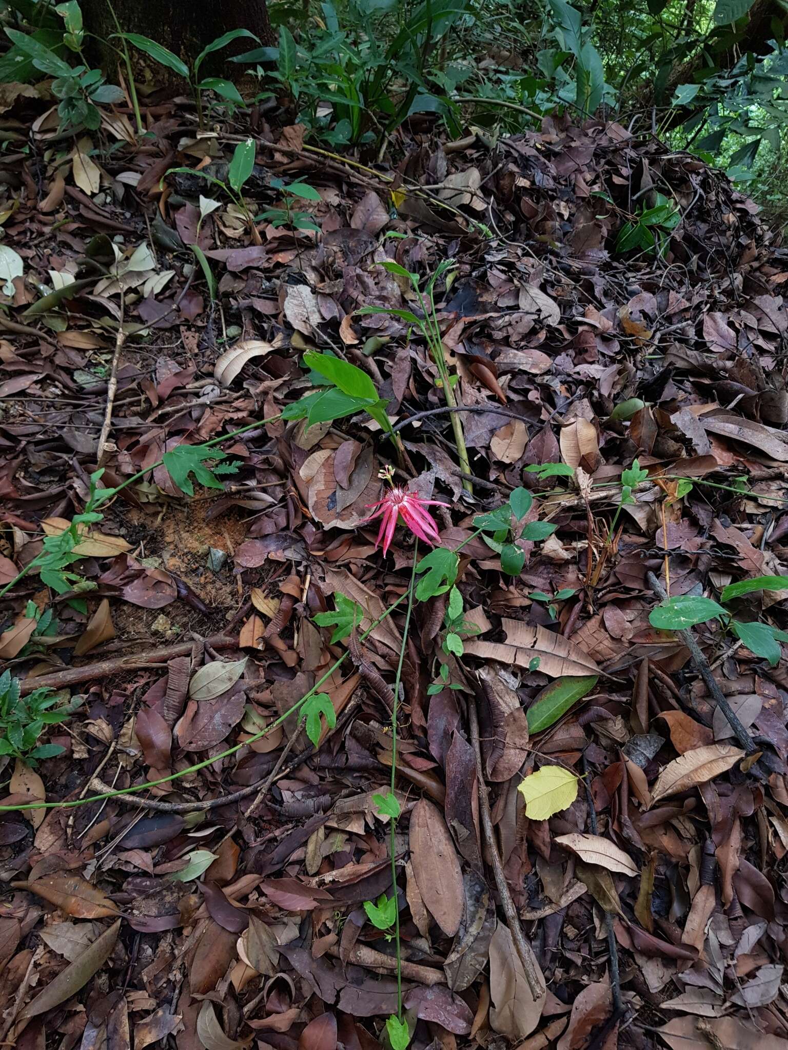 Image of Passiflora quadriglandulosa Rodschied