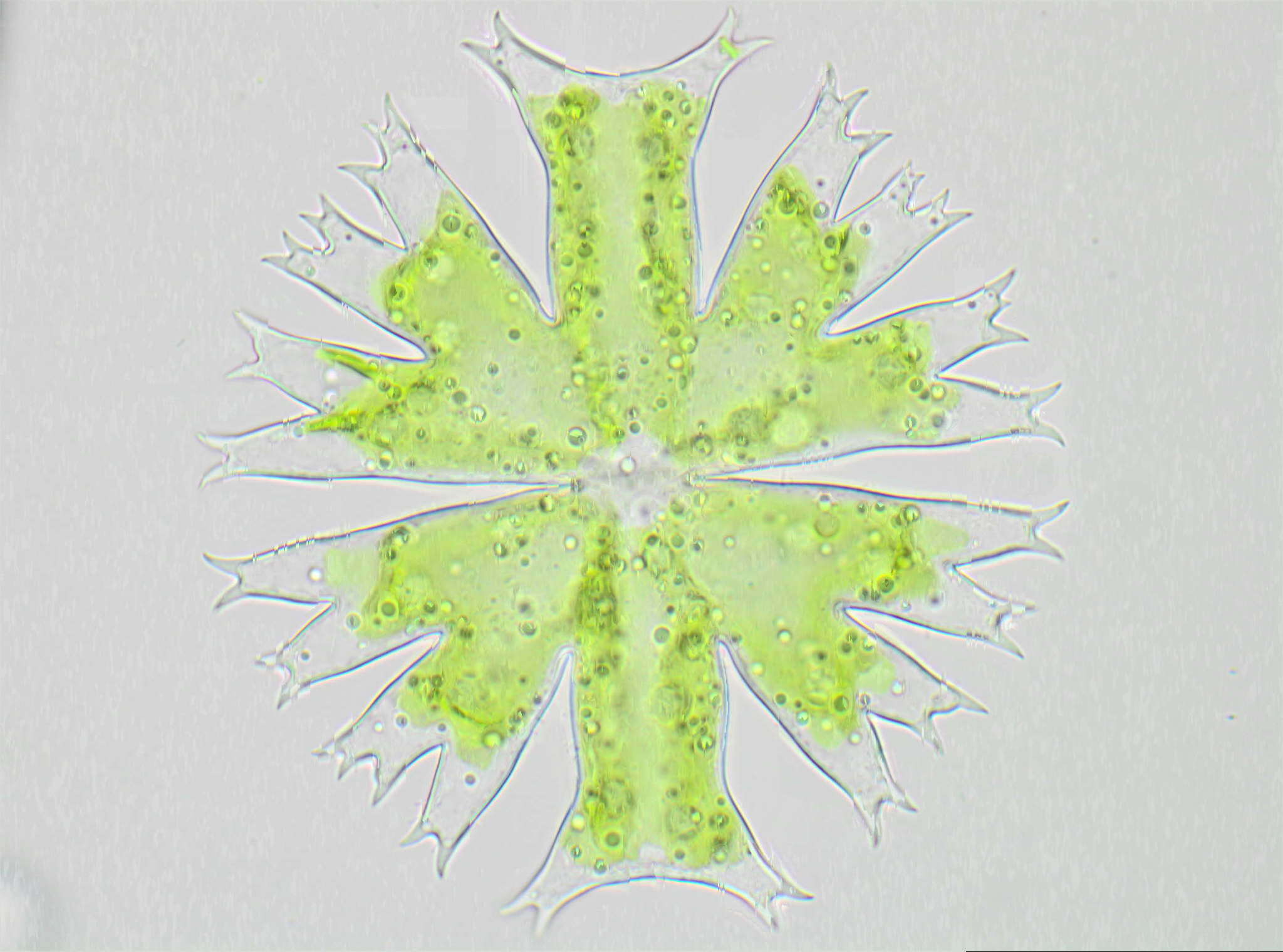 Image of Micrasterias crux-melitensis