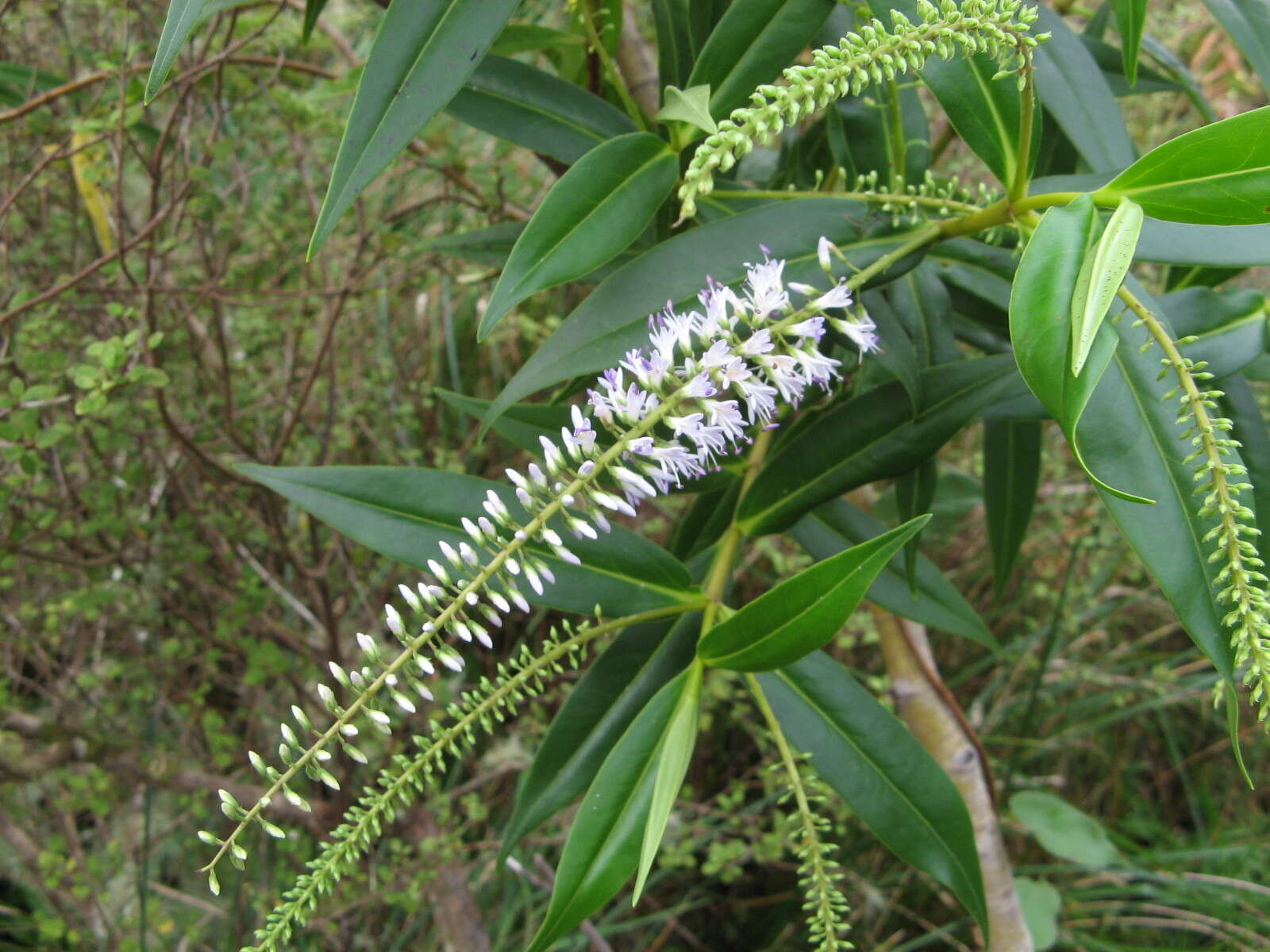 Image of <i>Veronica <i>stricta</i></i> var. stricta