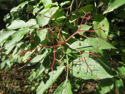 Imagem de Sambucus nigra L.