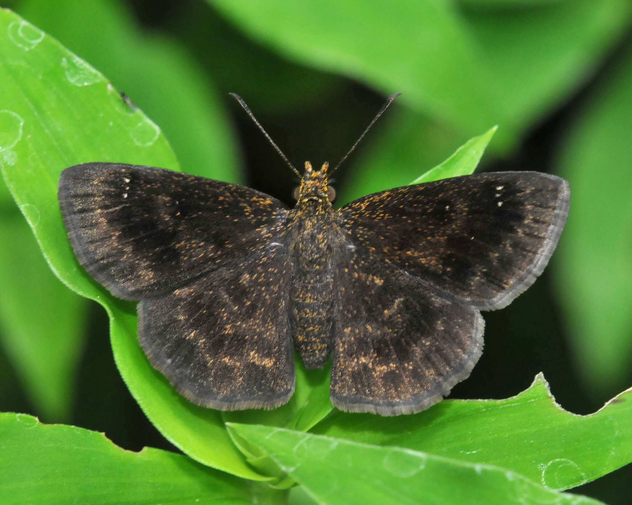 Image of Staphylus vulgata Möschler 1873