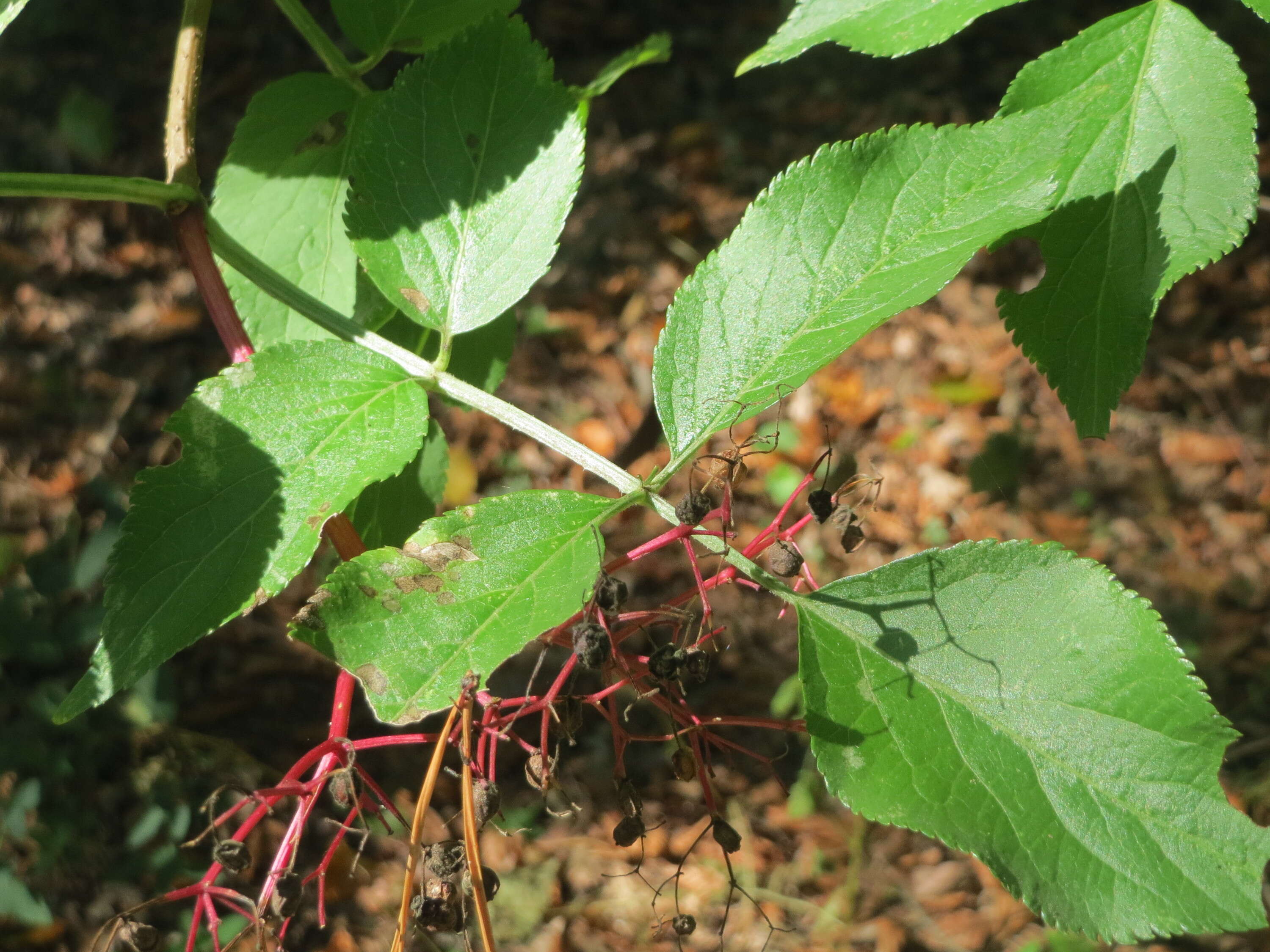 Imagem de Sambucus nigra L.